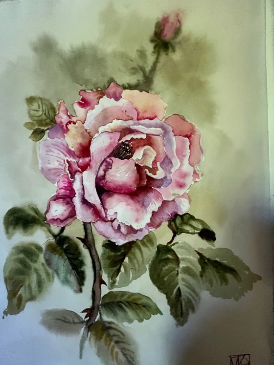 Rose from my garden