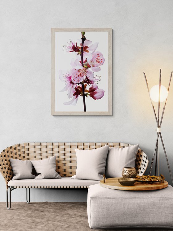 Cherry Blossoms