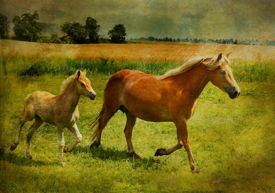 Mare and Foal