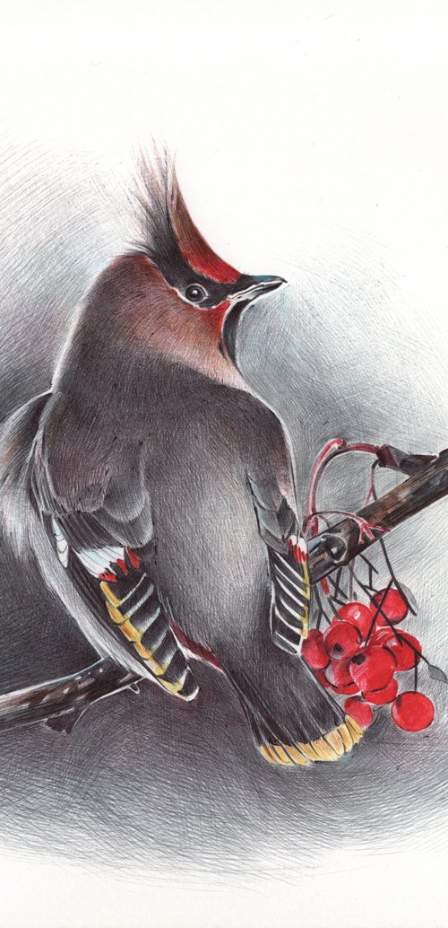 Bohemian Waxwing by Daria Maier