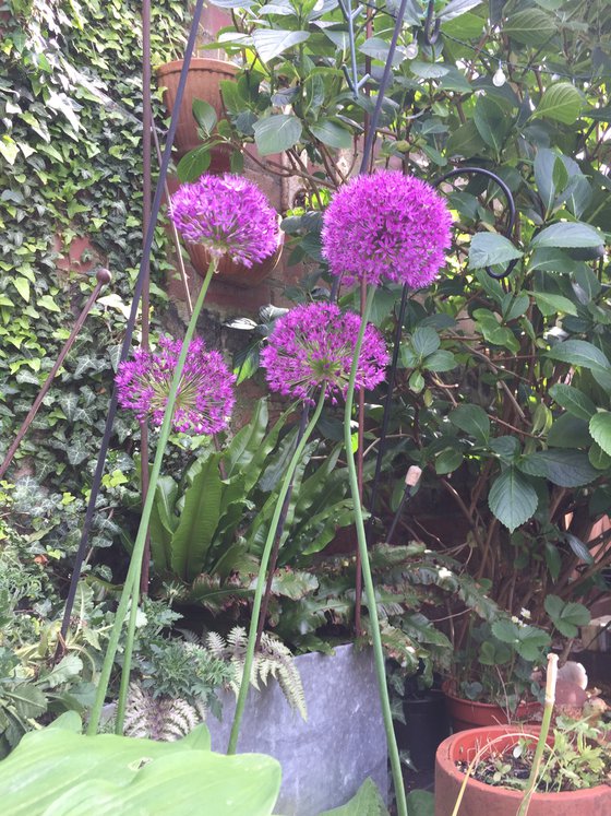 Alliums and Bees.