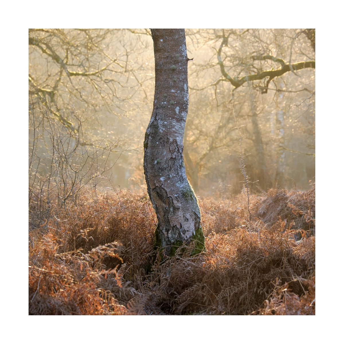 New Forest 2014-VI by David Baker