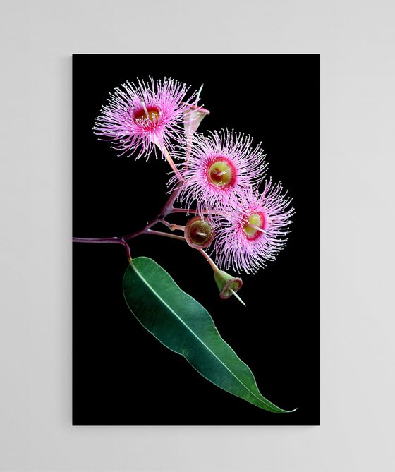 Eucalyptus Summer Beauty