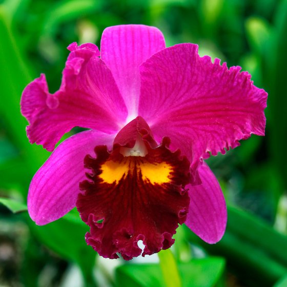 DARK PINK SPINAL ORCHID