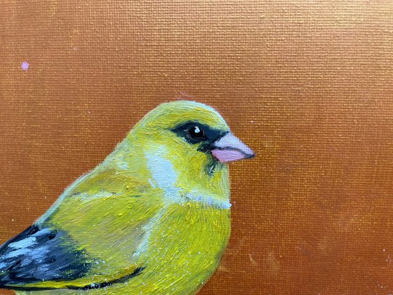 Greenfinch on cherry blossom