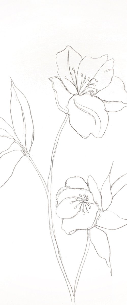 Hellebore No. 28 by Elizabeth Becker