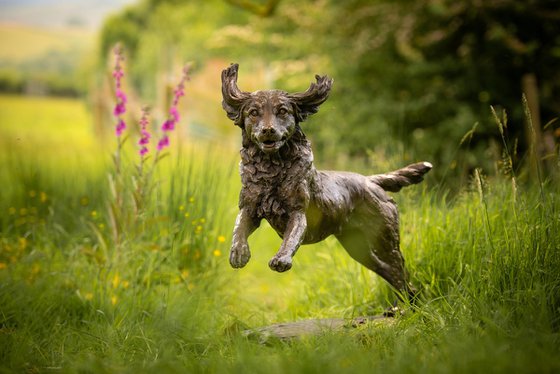 Running Working Spaniel BR