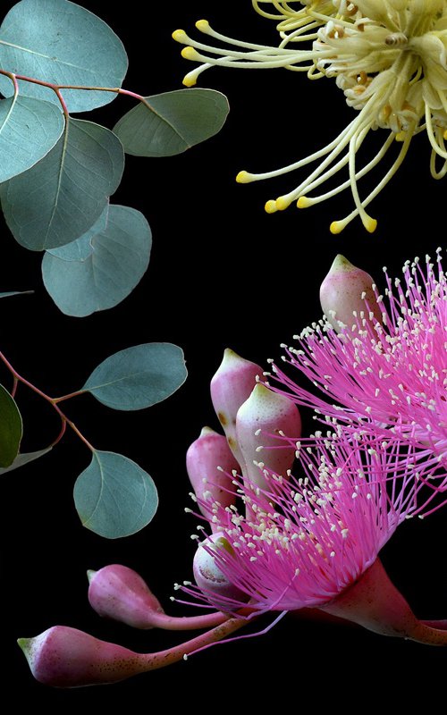 Colours of Australia by Nadia Culph