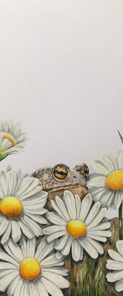 Hiding in plain sight (toad and daisies) by Karen Elaine  Evans