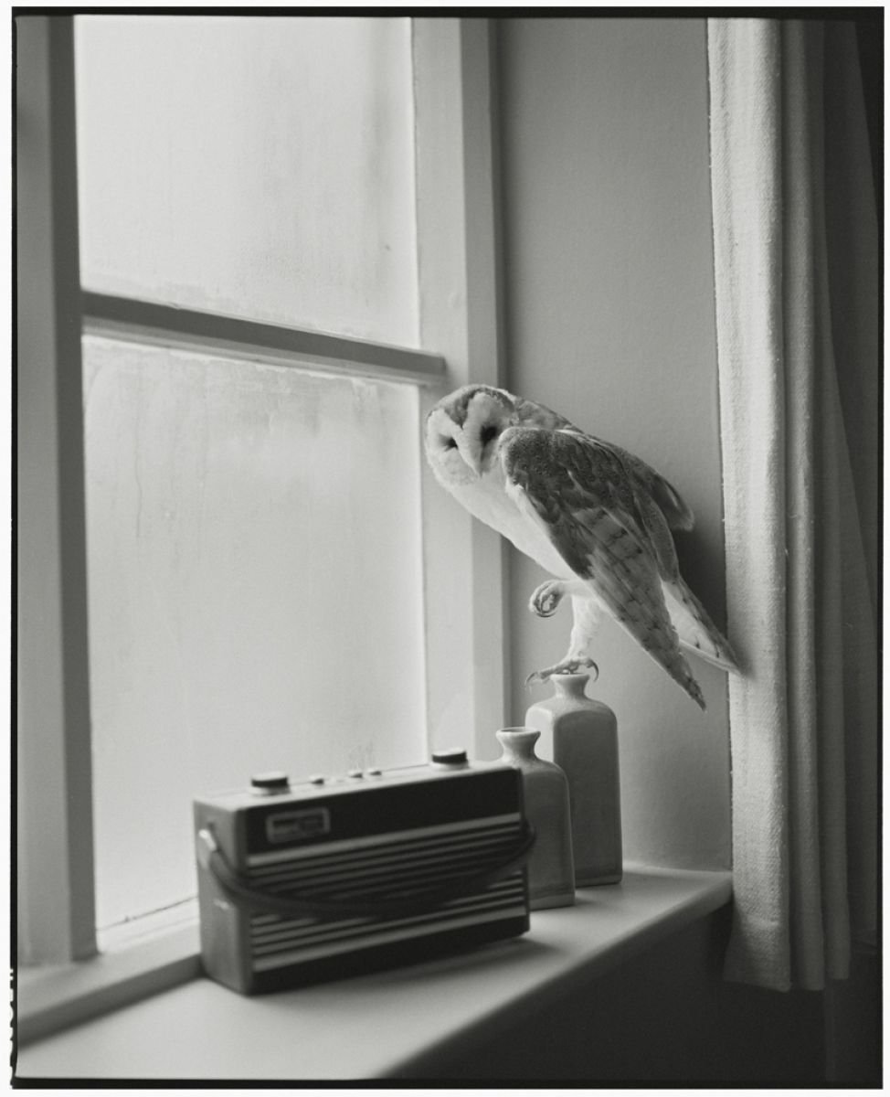 The Owl and the Radio (Medium size) by Vikram Kushwah Pictures