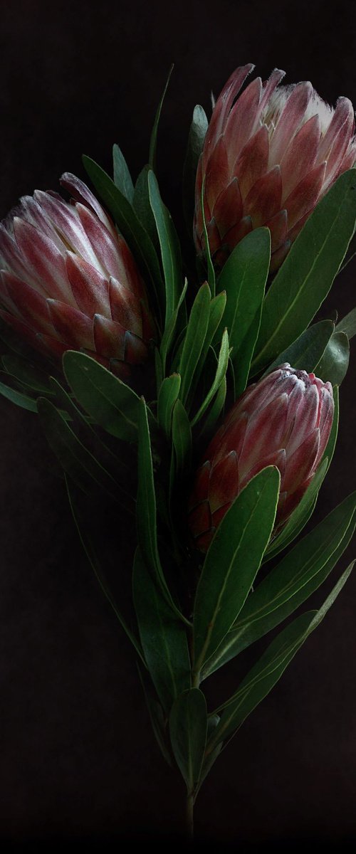 Dusty Pink Proteas by Nadia Culph