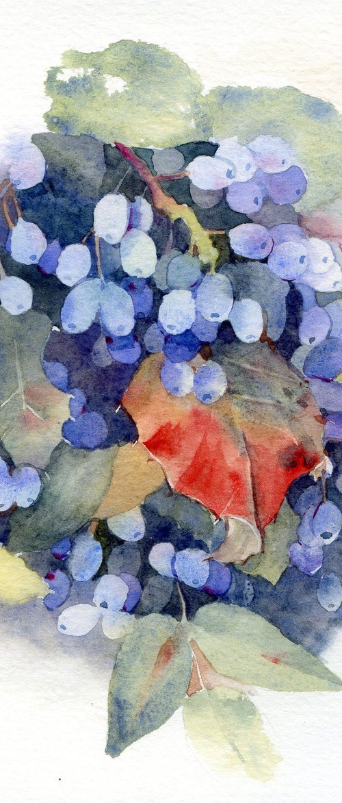 Berries, blue Magonia bush by Yulia Evsyukova