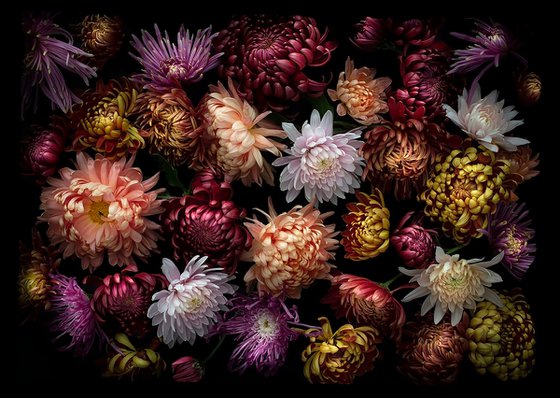 Chrysanthemums