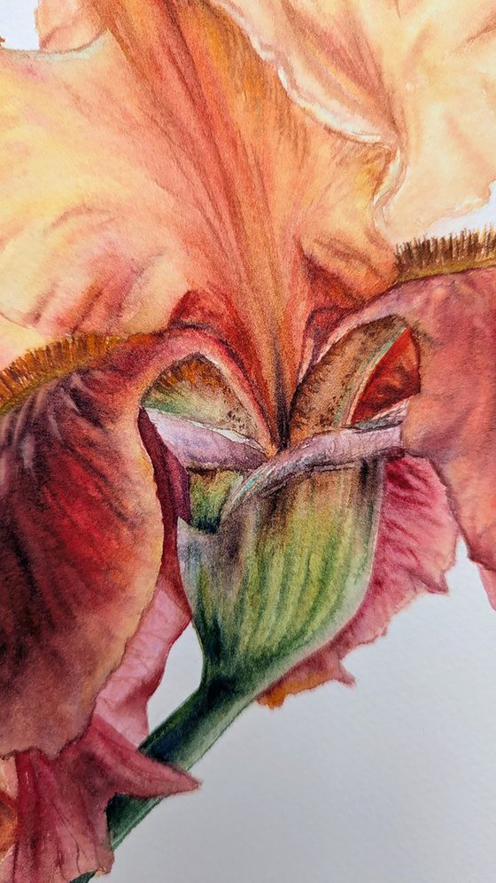 The Conversation of Buds