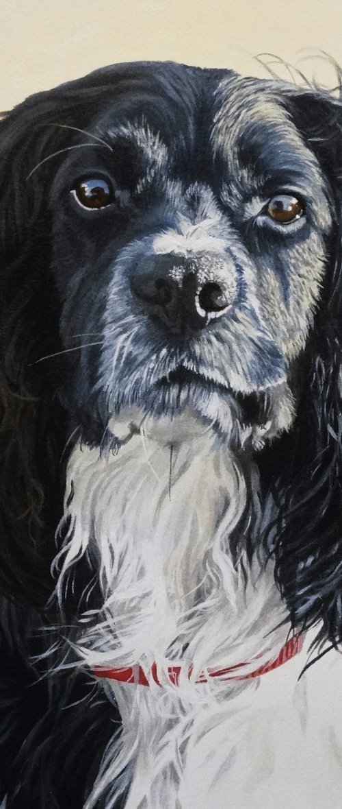 Guiness the Spaniel by Julian Wheat