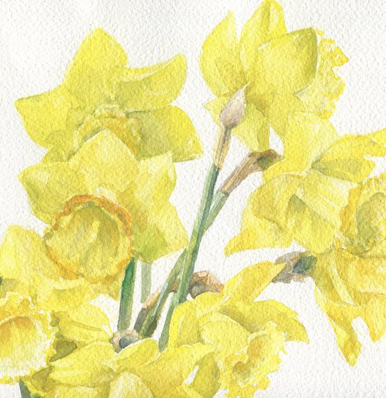 Yellow daffodils on a white background / Spring garden flowers Floral watercolor