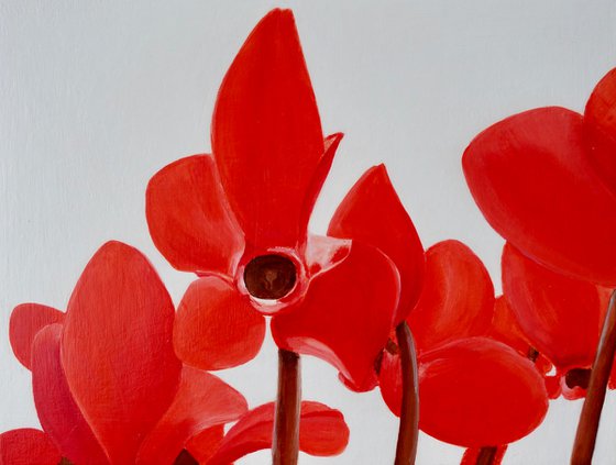 Red Cyclamen