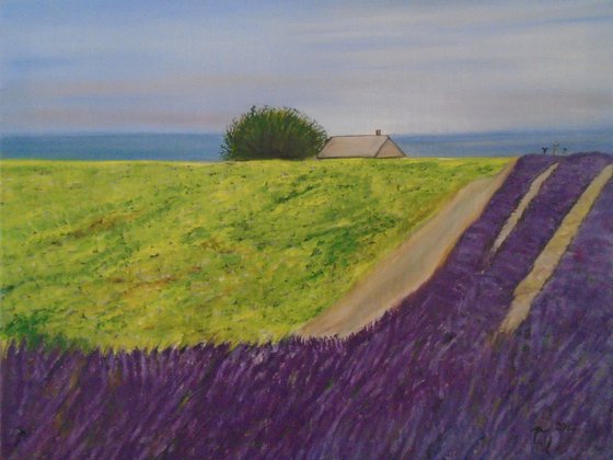 Little lavender field