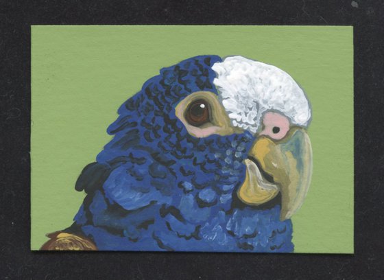 ACEO ATC Original Miniature Painting Pionus Parrot Pet Bird Art-Carla Smale