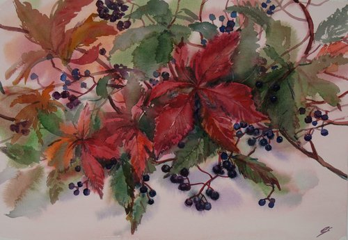 Wild grapes by Elena Sanina