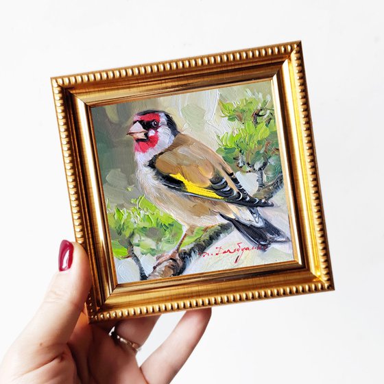 Goldfinch bird