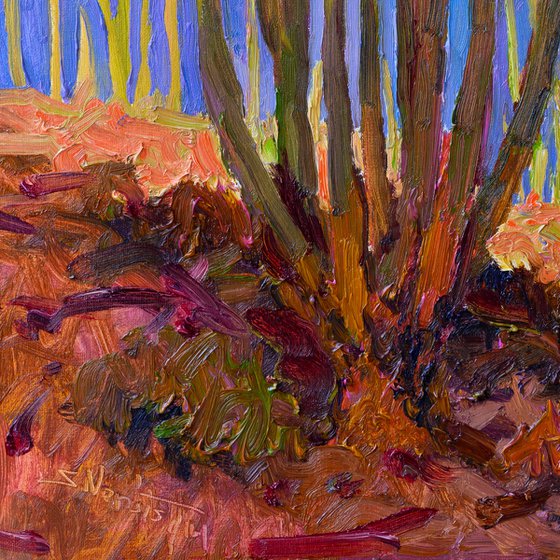 Evening Light. Cactuses
