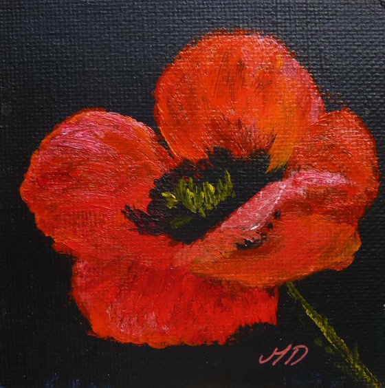 A Red Poppy on Black Background