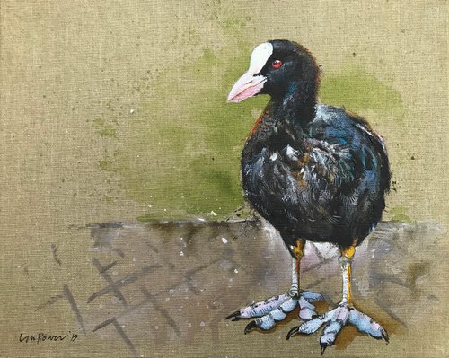 ‘Coot’ by Luci Power
