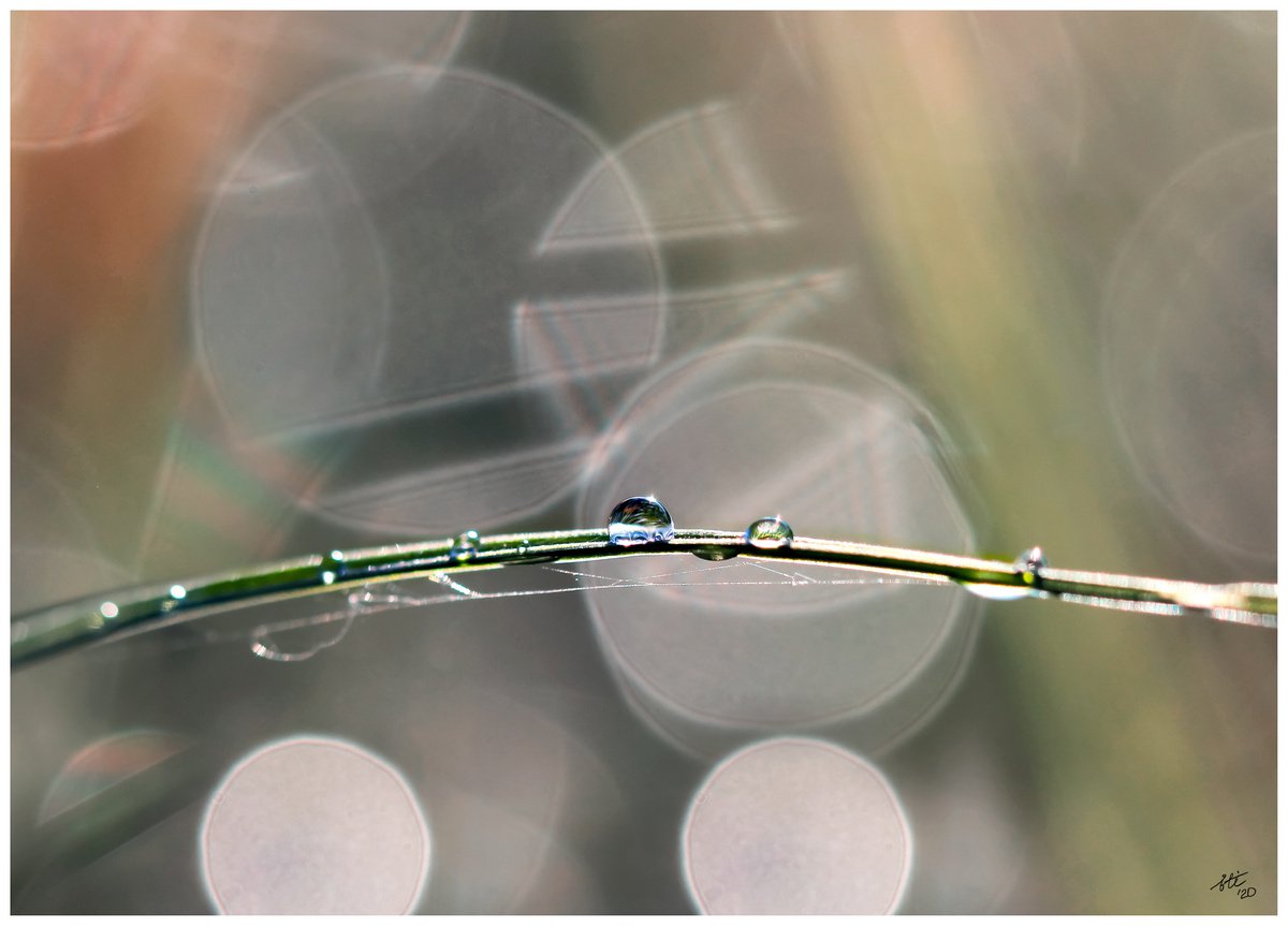 Life is the stage - macro photography of morning dew in the rays of soft morning sun by Inna Etuvgi