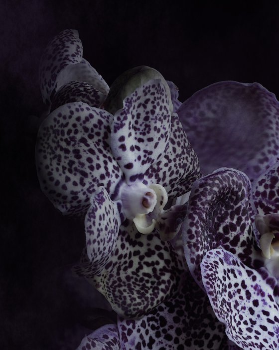 Midnight Orchids