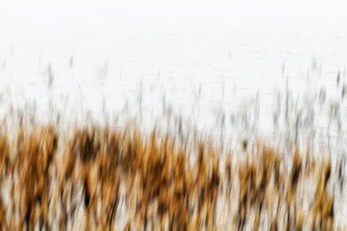 Lake grass (studio 1) by Karim Carella