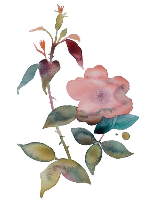 Rose Study No. 78 by Elizabeth Becker