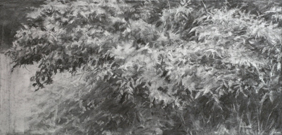 Foliage Study - charcoal drawing by John Fleck