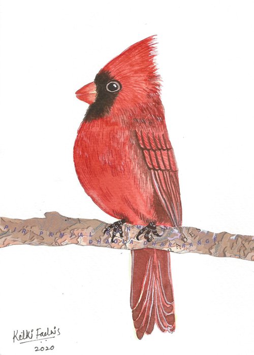 Red Cardinal Bird by Ketki Fadnis