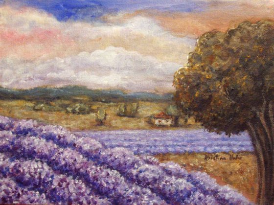 Lavender fields