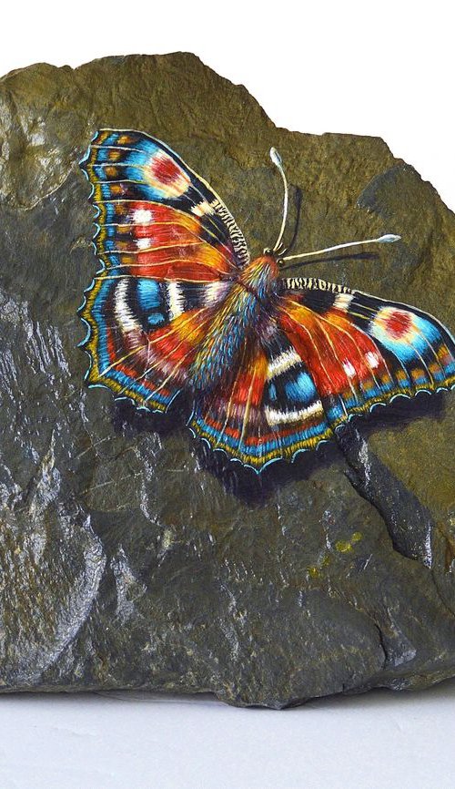 Peacock Butterfly by Joseph  Charman