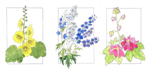 Floral triptych with mallows and bluebells flowers - Mixed media botanical illustration by Olga Ivanova