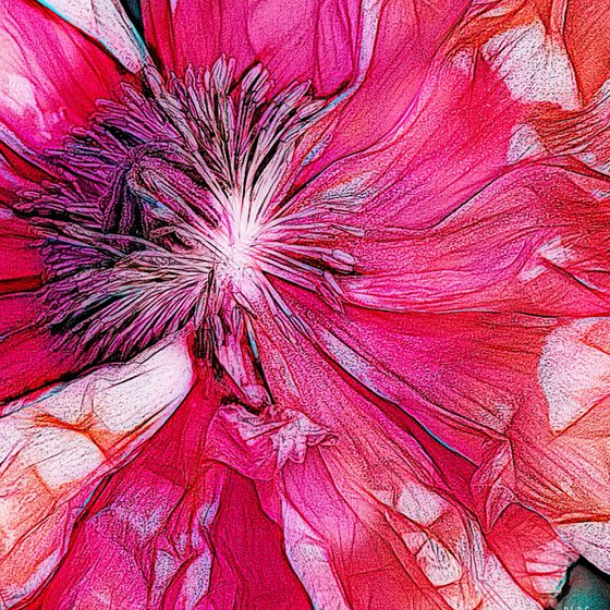 Ephemeral - Flame Poppy Series, Number Six