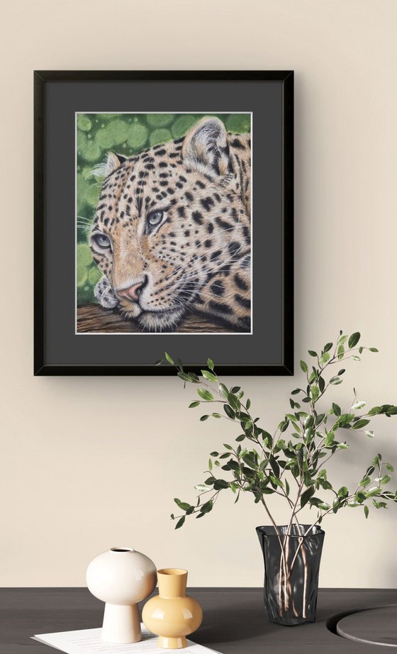 Leopard - Little big cats series no. 1