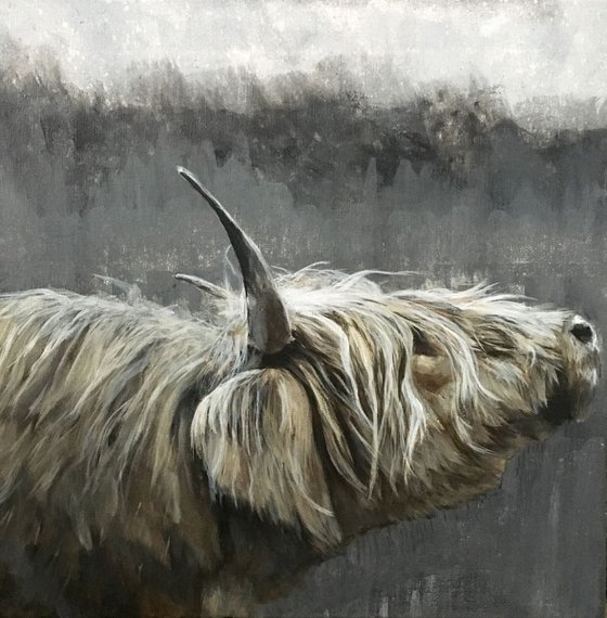Highland cow, Highlands in grey