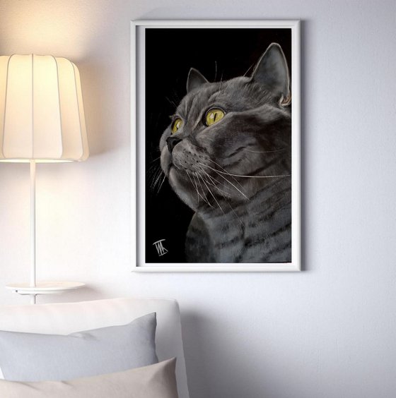 British Shorthair Cat