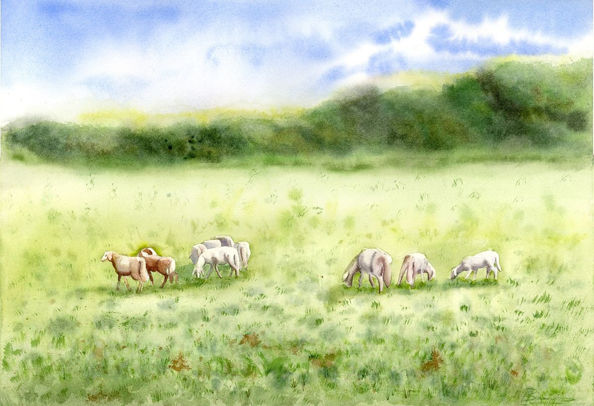 Sheeps in a field by Olga Shefranov (Tchefranova)