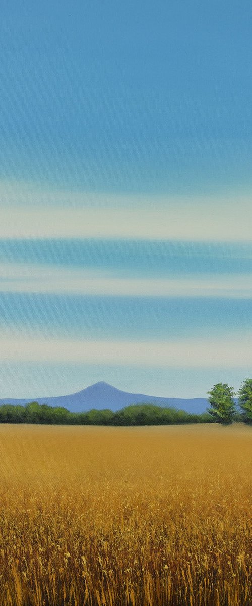 Summer Wheat - Blue Sky Landscape by Suzanne Vaughan