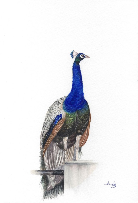 Indian Blue Peacocks