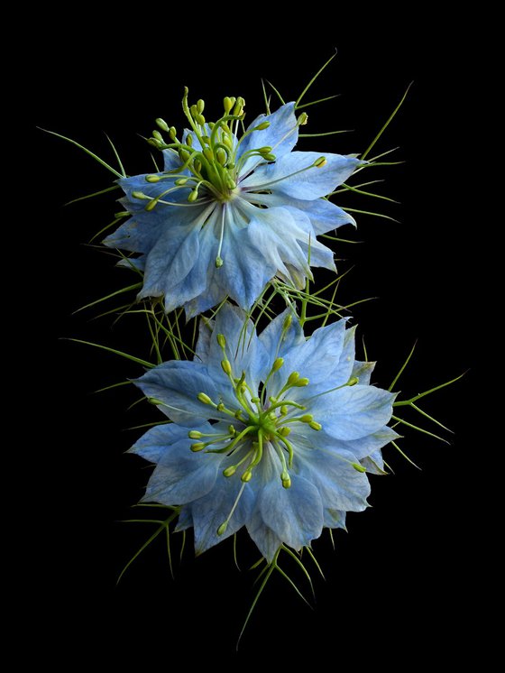 Nigella Damascena Blue