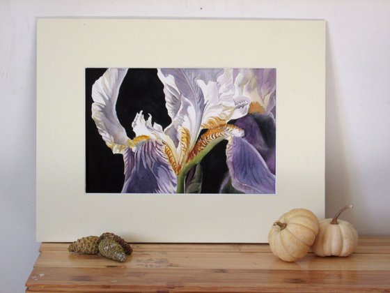 A painting a day #3 "Iris with black"