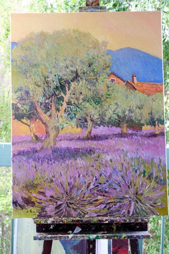 LAvender and Olive Trees