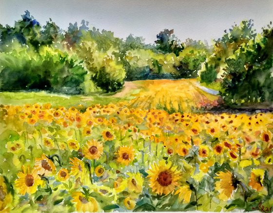 Yellow sunflowers