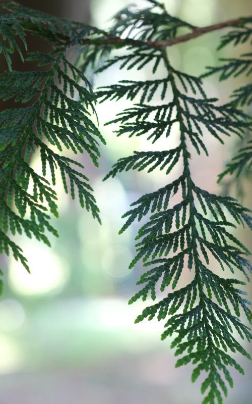 " Gentle Shade Of Ferns " by Natural Light Creations