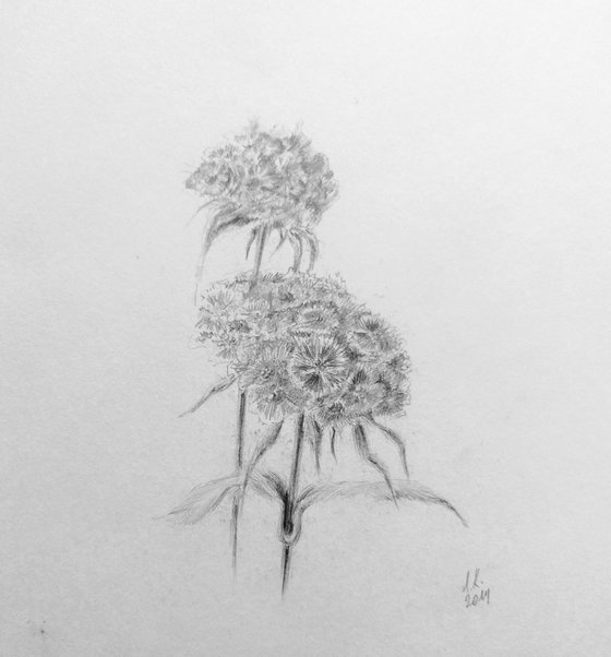 Turkish Carnation. Original pencil drawing on paper